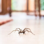 How To Keep Your Home Clean From Spider Webs And Spiders?